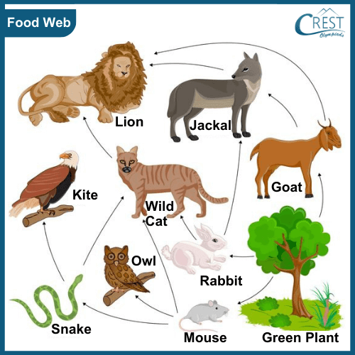 Chart of food web